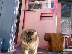 -喵屿·大理花园猫咖