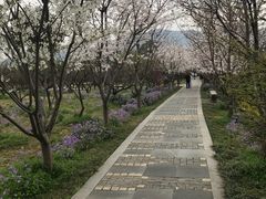 -香雪海