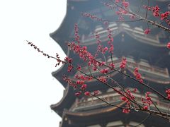 -洋湖国家湿地公园