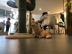 -飞行喵MR PILOT|猫舍·猫咖(静安大融城店)
