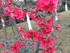 -兵立王鲜果茶·奶茶(文庙店)