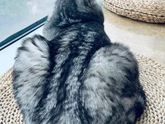 -Catmate·猫肥家润(金润铂宫店)