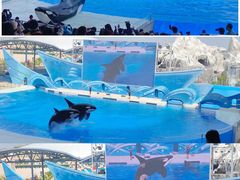 -上海海昌海洋公园