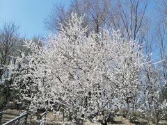 -大兴滨河森林公园