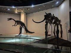 -烟台自然博物馆