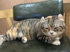 -MOCHA明星猫咖(田子坊店)