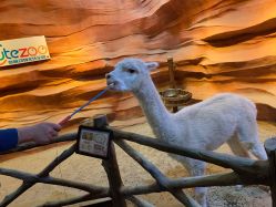 -酷嗒动物文化乐园(cutezoo西溪乐天城店)