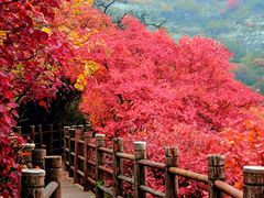 -黄花溪