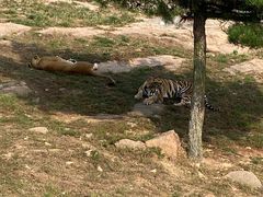 -西霞口神雕山野生动物世界