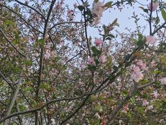 -径山花海