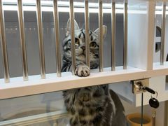 -爱宠屋pet shop·宠物洗澡·宠物美容