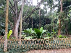 -中国科学院西双版纳热带植物园