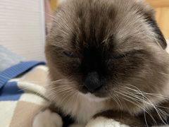 -瑞鹏宠物医院·猫科·宠保定点(梅溪湖分院)