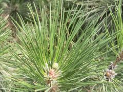 -长白岛森林公园