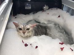 -MOLLY'S萌宠生活馆
