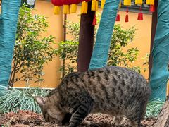 -龙华素斋(龙华路店)