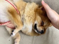 -怪兽屋·羊驼·猫咖·狗咖(俊华广场店)