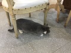 -共舞时光猫咖·狗咖(新街口店)