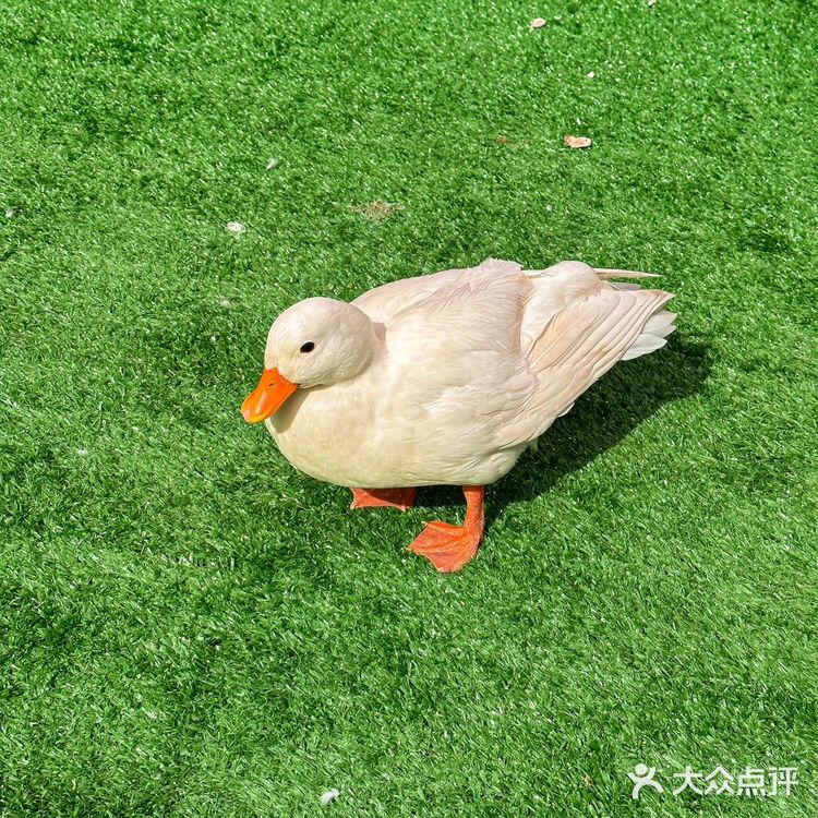 北京周末遛娃好去处,捞鱼挖沙子吃自助