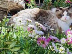 -喵屿·大理花园猫咖