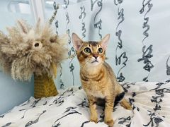 -爱洗澡的猫(望京店)