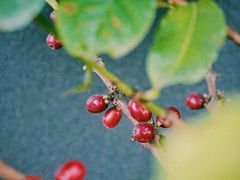 -Torch Coffee 炬点咖啡