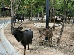 -清迈夜间动物园