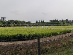 -上海长兴岛郊野公园