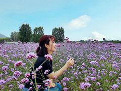 -北京东方普罗旺斯薰衣草庄园