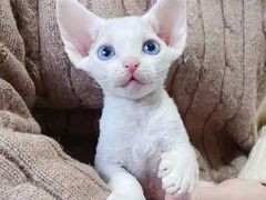 -十年猫舍·猫咪专门店(普陀店)