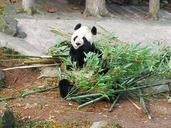 -都江堰中华大熊猫苑