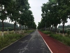 -上海长兴岛郊野公园