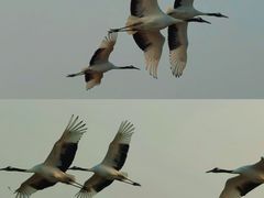 -盐城丹顶鹤湿地生态旅游区