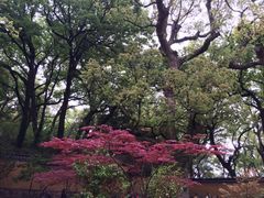 iphone_upload_pic-普陀山风景名胜区-法雨禅寺