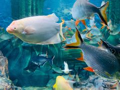 -上海海洋水族馆