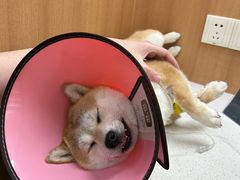 -联合动物医院(光谷诊疗中心)