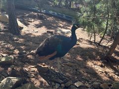 -西霞口神雕山野生动物世界