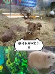-七巧国萌宠乐园(龙湖天街店)