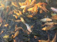 android_upload_pic-沈阳植物园