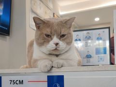 -伟伟宠物医院·CT影像中心·瑞派犬猫综合性门诊(汉口总院)