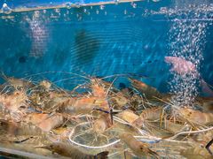 -Thai Basil罗勒叶泰式餐厅(时代天街店)