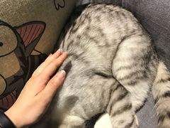 -吉丁鸟咖·异宠·寄养