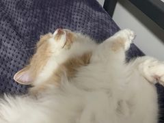 -猫大福·Fortune Cat猫舍(百子湾店)