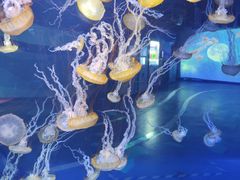-上海海昌海洋公园
