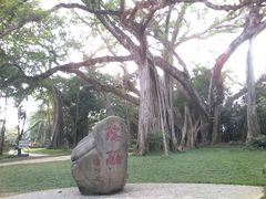 -瑞丽独树成林风景区