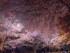-武汉大学-樱园