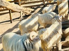 -圣露庄园·露营·烤肉·亲子
