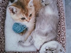-糯米喵星人总部直营旗舰店·猫舍·幼猫出售