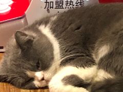 -猫色咖啡·猫咖
