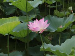 -荔湾湖公园